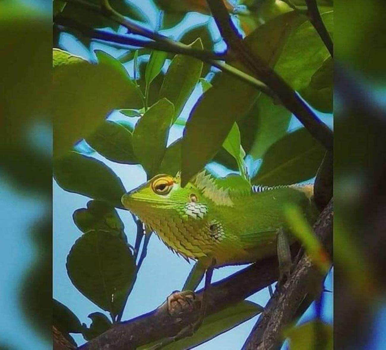 Вилла Freedom House Унаватуна Экстерьер фото